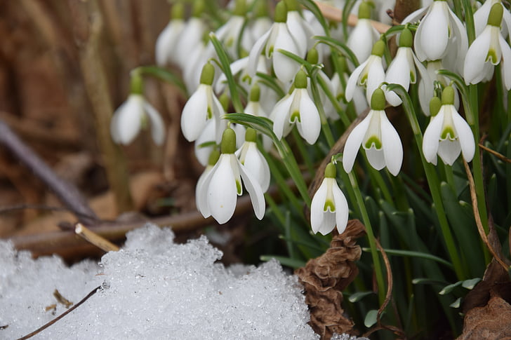 Schneeglöckchen, Frühling, Zeichen des Frühlings, Natur, März, Februar, weiße Farbe