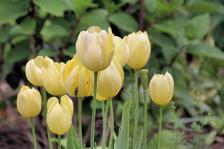 tulips, yellow, flowers, spring, tulip, nature, plant
