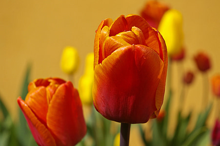 tulipes, flors, primavera, planta, primer bloomer, groc, taronja
