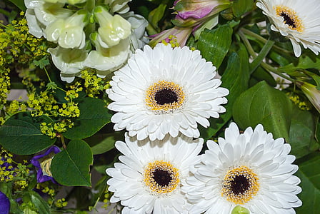 Gerbera, kukka, kimppu, valkoinen