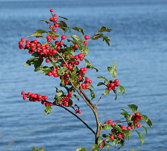 bobice, grm, Nepoznata vrsta, svraku otok, Jelena stijena jezero, Ontario, Kanada