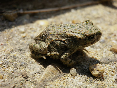 žaba, sand, nesvady