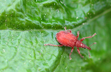 beetle, small beetle, sorrel-spitzmausrüssler, apion frumentarium, weevils, red, dotted