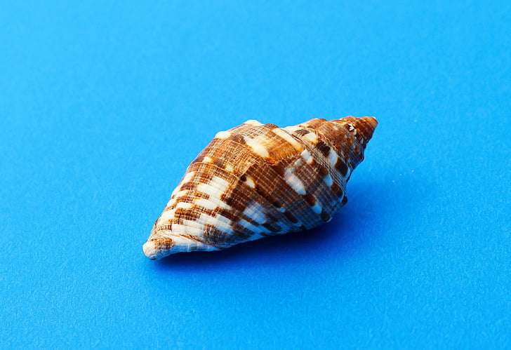 snail, molluscum, marine, sea shells, sea snail, marine animal, nature