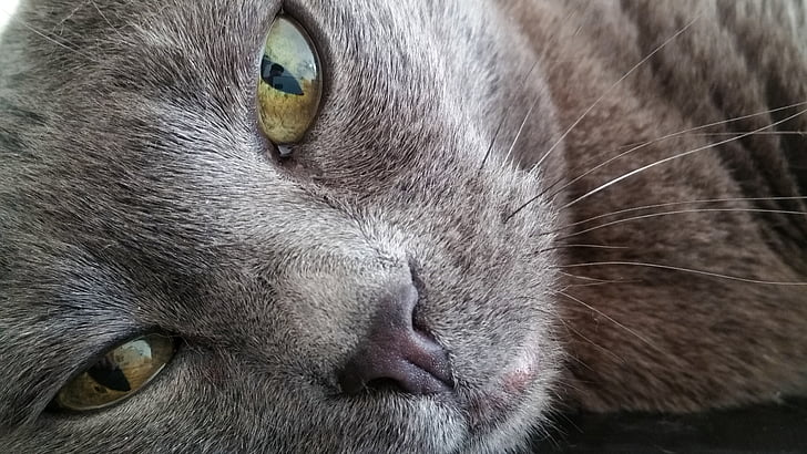 cat, pets, animal, detail, close-up, macro, eyes