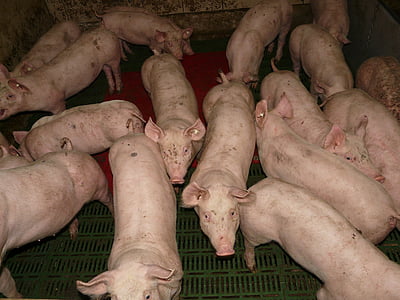 돼지, 돼지, 동물, 동물, 핑크, 코, 농장