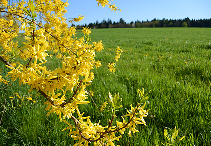 forsythia, bloom, yellow, spring, gold lilac, landscape, nature