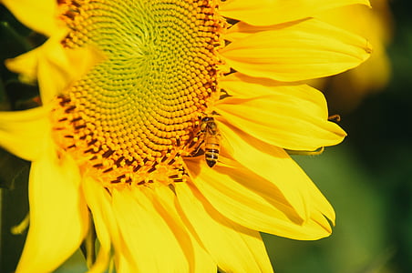 yellow, bee, sunflower, flower, nature, plant, garden