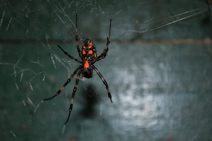 edderkop, Tiger spider, giftige, fare, farlige, vilde, gamle