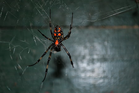 αράχνη, δείγμα αράχνη τίγρη, δηλητηριώδη, κίνδυνος, επικίνδυνες, άγρια, παλιά