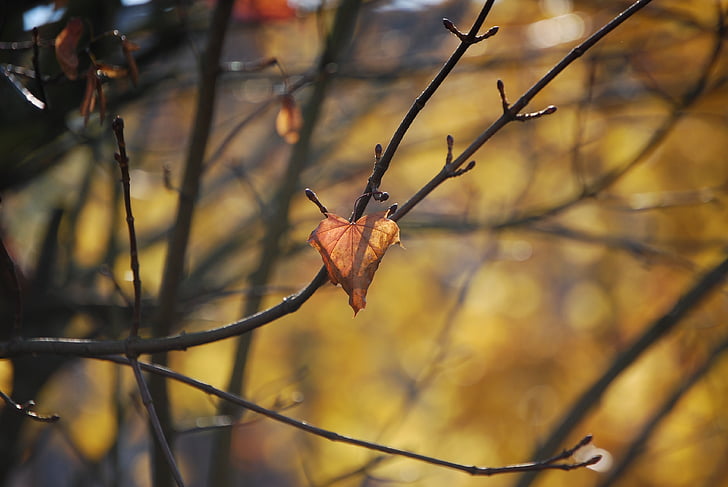 høst, blad, fall farge