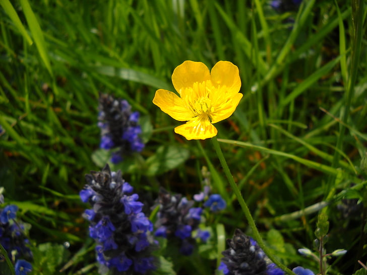 alps brown, flower, yellow, herbal, summer, flora, outdoors