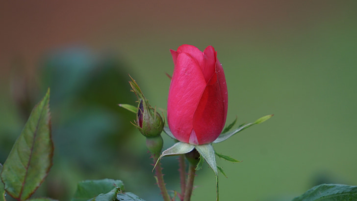 levantou-se, uma rosa, flor, -de-rosa, romance, natureza, rosas cor de rosa