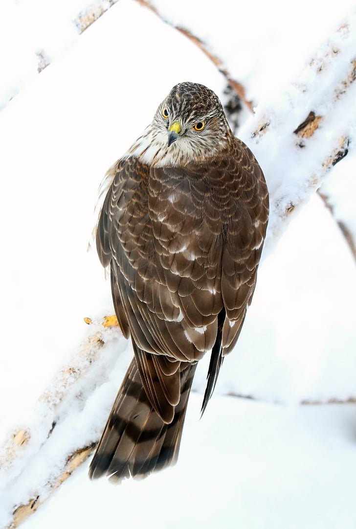 oiseau, Hawk, Sharp bruns hawk, Predator, nature, un animal, faune animale