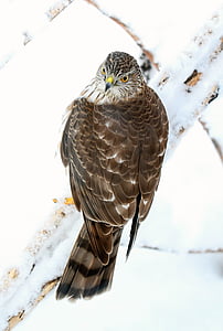 con chim, Hawk, Sharp shinned hawk, động vật ăn thịt, Thiên nhiên, một trong những động vật, động vật hoang dã