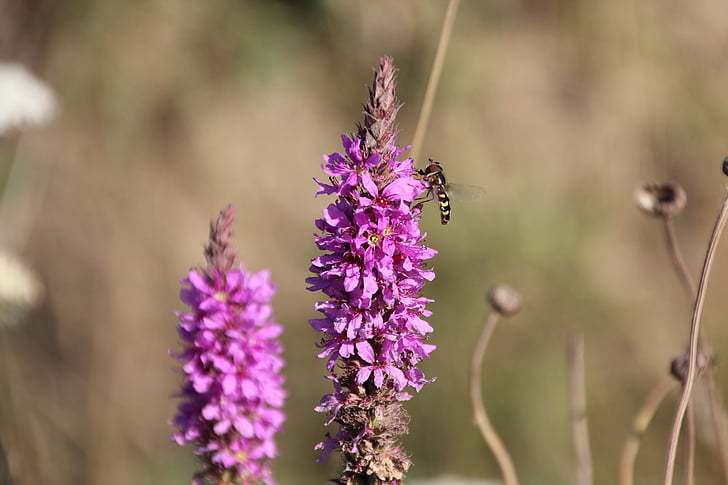 Natur, Blumen, Anlage