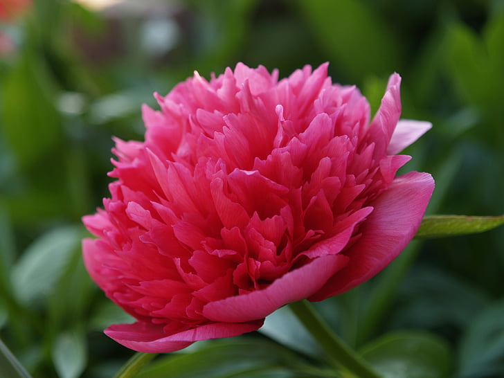 Paeonia officinalis, bijūnas, bondepeon, rožinės spalvos, gėlė, Gamta, detalus vaizdas