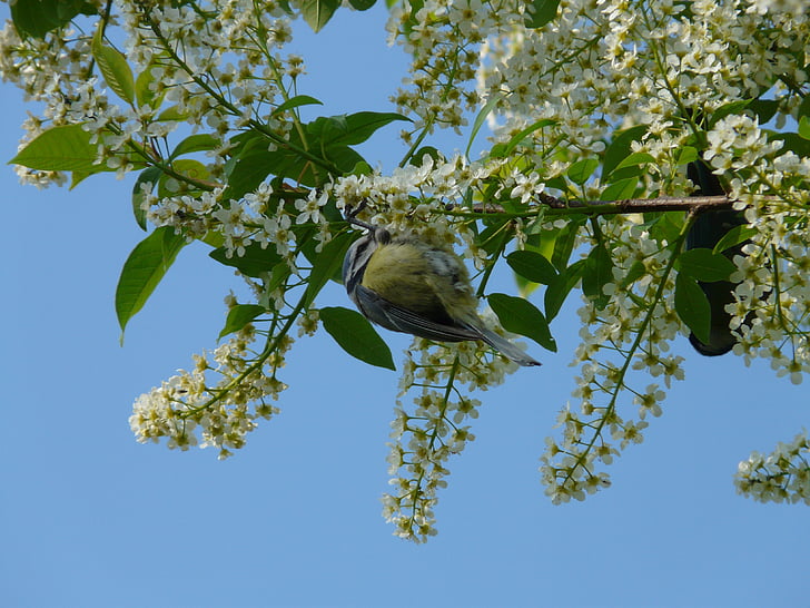 uobičajena ptica trešnja, Višnja, drvo, cvijeće, bijeli, proljeće, cvatu