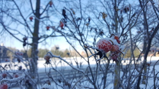 vinter, Björn, snö, naturen, röda bär, vit, kalla