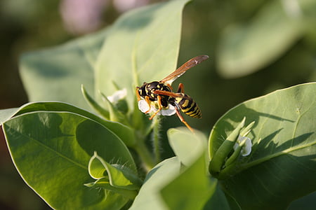 Wasp, insekt, naturen, liten geting, Bee, djur, närbild