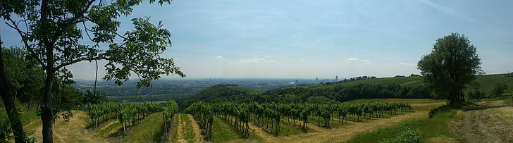 vinice, Viedeň, Panorama, letné, Kahlenberg, Príroda, Rakúsko