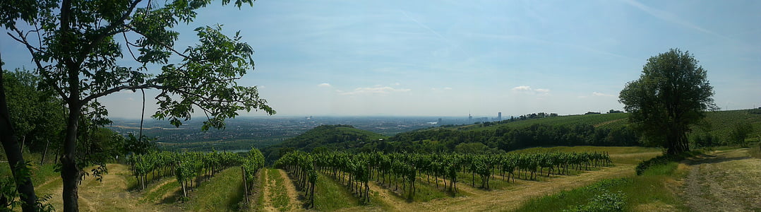 Vineyard, Wien, Panorama, kesällä, Kahlenberg, maisema, Itävalta