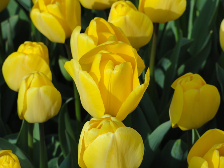 flowers, tulips, yellow, spring, blooms, blossoms, green