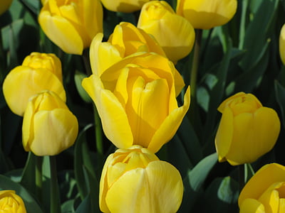 Hoa, Hoa tulip, màu vàng, mùa xuân, nở, Hoa đào, màu xanh lá cây