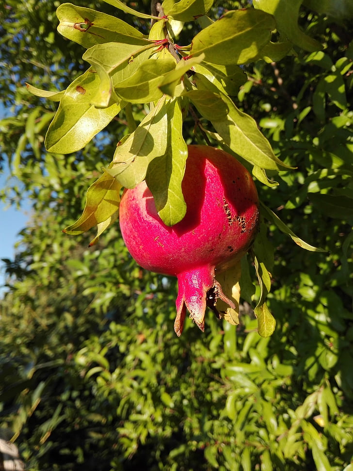 pomegranate, fruit, autumn, nature, food, plant, fruits