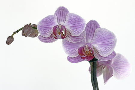 Orquídea, flor, flor, floración, Bud, tropical, violeta