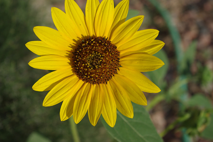 sunflower, yellow, flower, summer