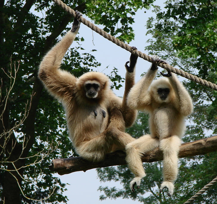 Gibbons, mindre aper, pattedyr, dyrehage, primater, natur, furry