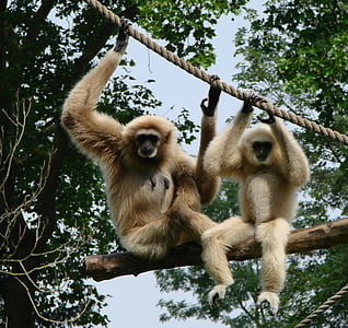 Гибънс, -малка маймуните, бозайници, Зоологическа градина, примати, природата, кожен