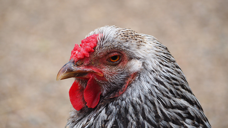 κοτόπουλο, φάρμα των ζώων, ζώα, αγρόκτημα, πουλί, όρνιθες, αγρόκτημα κοτόπουλου