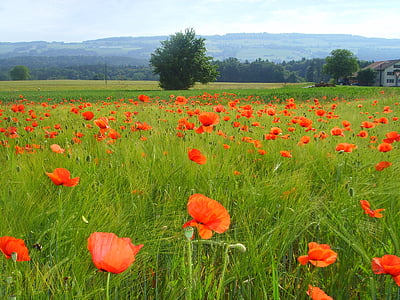 field of poppies, klatschmohn, poppy, poppy flower, nature, flower, field