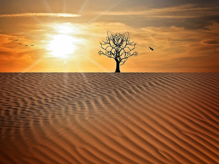 landscape, sand, drought, tree, sky, sun, sunset