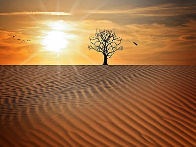 krajobraz, piasek, susza, drzewo, niebo, Słońce, zachód słońca