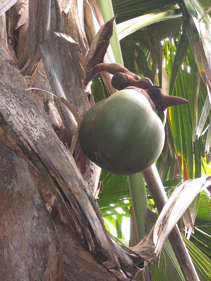 coco de mer, coconut, seychelles, coconut tree, island, exotic, tropical