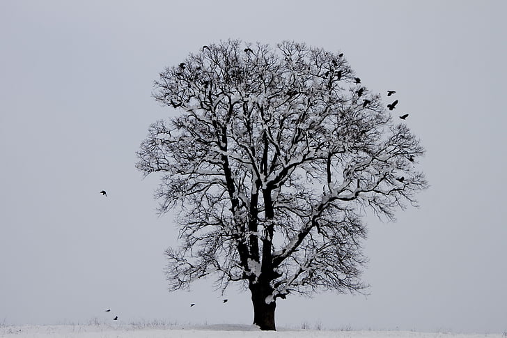l'hivern, ocell, arbre, neu, natura, paisatge, temperatura freda