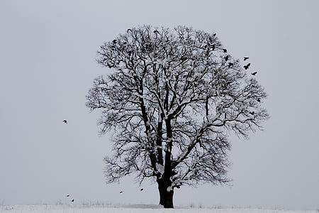 冬天, 鸟, 树, 雪, 自然, 景观, 寒冷的温度