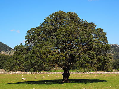 árbol, árbol de alcanfor, Cinnamomum camphora, alcanfor, invernadero de laurel, Lauraceae, árbol del laurel