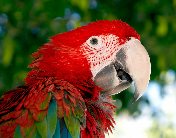 macaw, parrot, bird, red, green, red and green macaw, animal