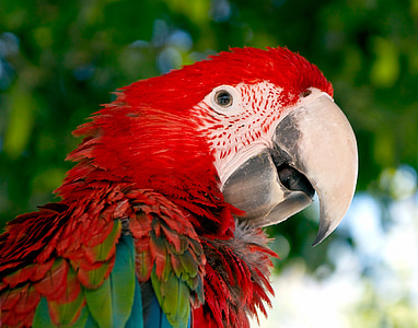 Amerika papağanı, papağan, kuş, Kırmızı, Yeşil, Kırmızı ve yeşil Amerika papağanı, hayvan