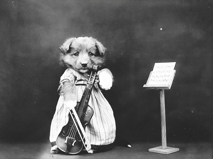 dog, puppy, dressed, clothed, violin, cute, vintage
