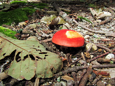 mushroom, nature, woods, autumn, red, fungi, leaves