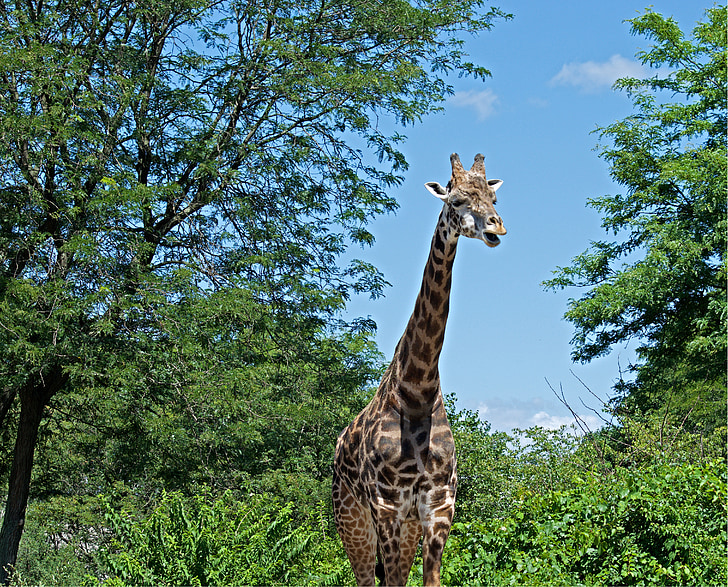 giraffe, wildlife, nature, zoo, animal, wild, africa