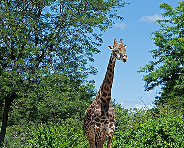 žirafa, volně žijící zvířata, Příroda, Zoo, zvíře, Wild, Afrika
