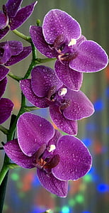 Цветы, Орхидея, красивая, фиолетовый, без людей, цветок, рост