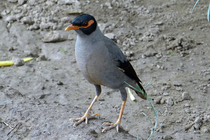 myna de Banco, paseriformes, acridotheres ginginianus, Myna, pájaro, India