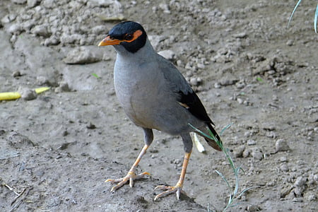 Oevermaina, zangvogels, Acridotheres ginginianus, Myna, vogel, India